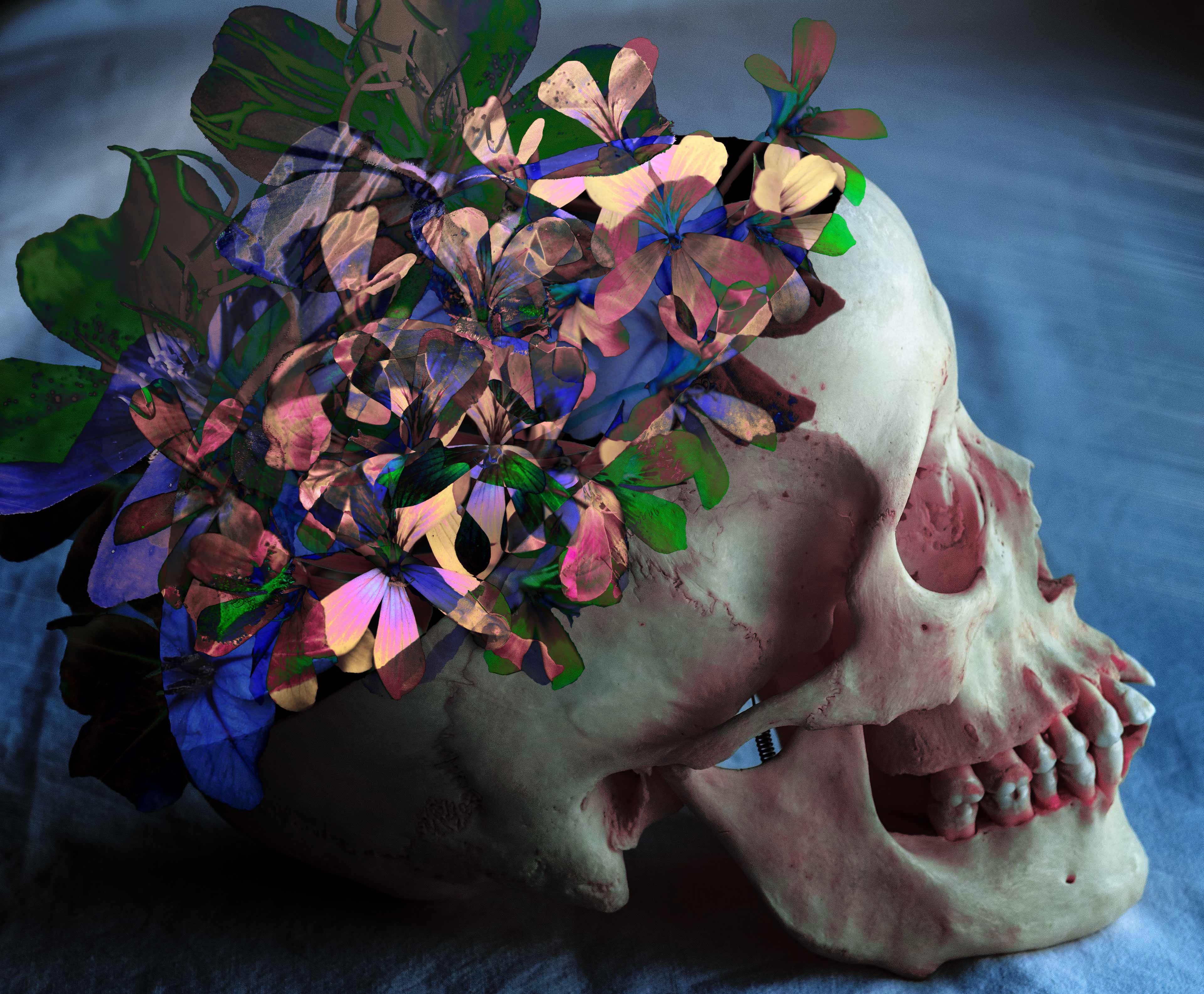 Cranium Gernanium